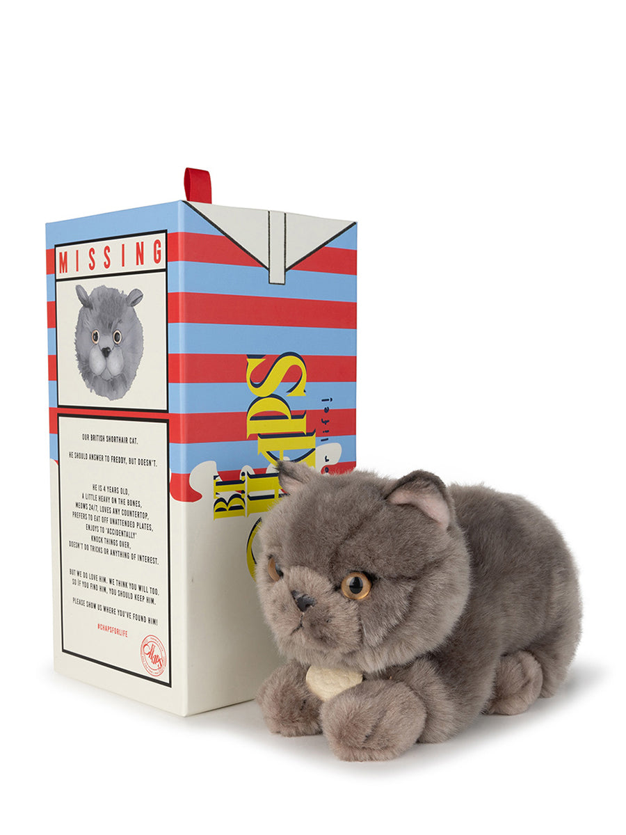 Freddy the British Shorthair cat in giftbox (20 cm)