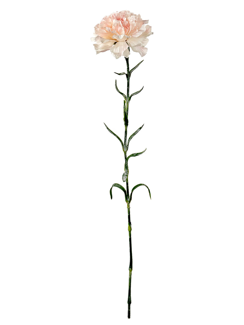 Carnation, pink