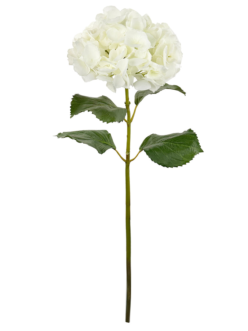 Hydrangea, white