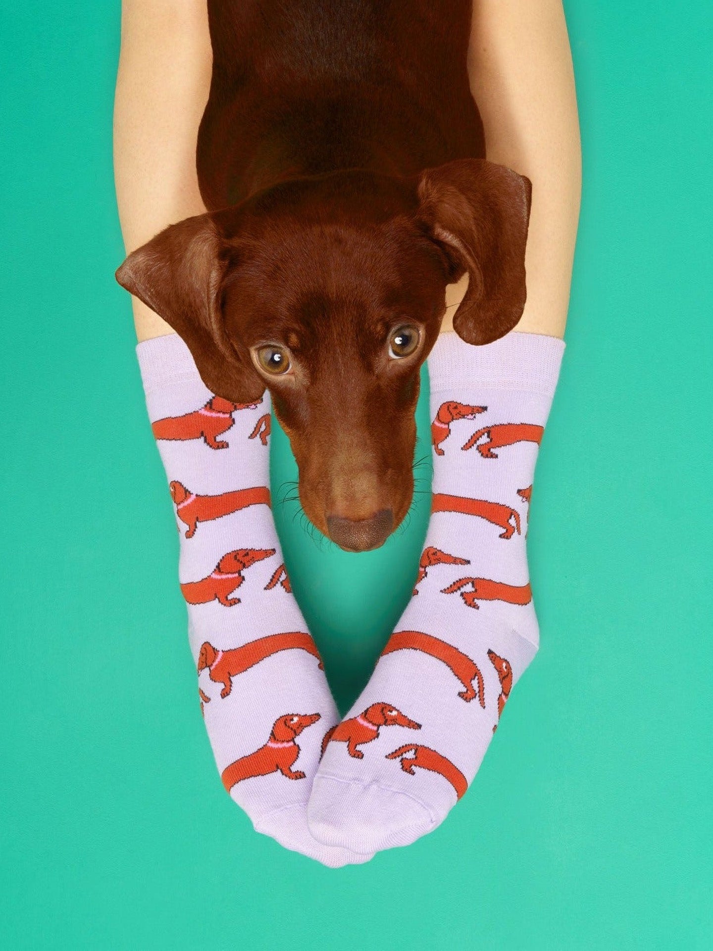 Dachshund Socks