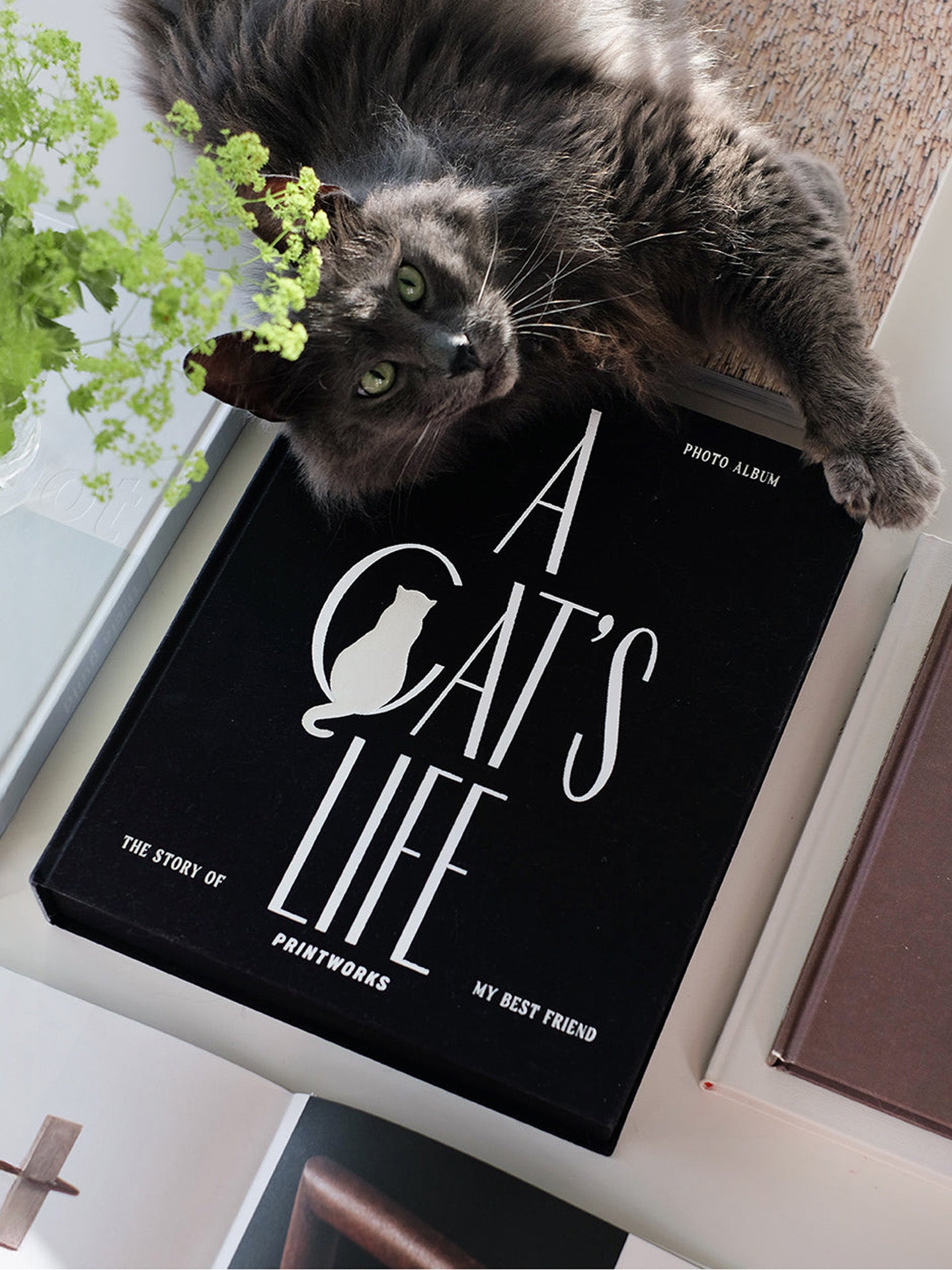 Cat photo album, A Cat's Life