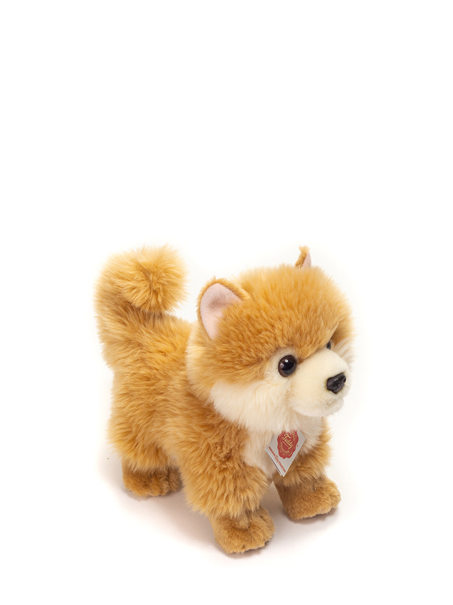 Miniature Spitz dog (22 cm)