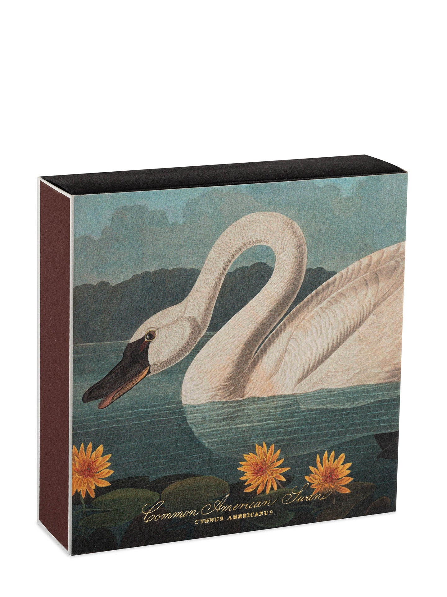 The Common American Swan matches by Audubon