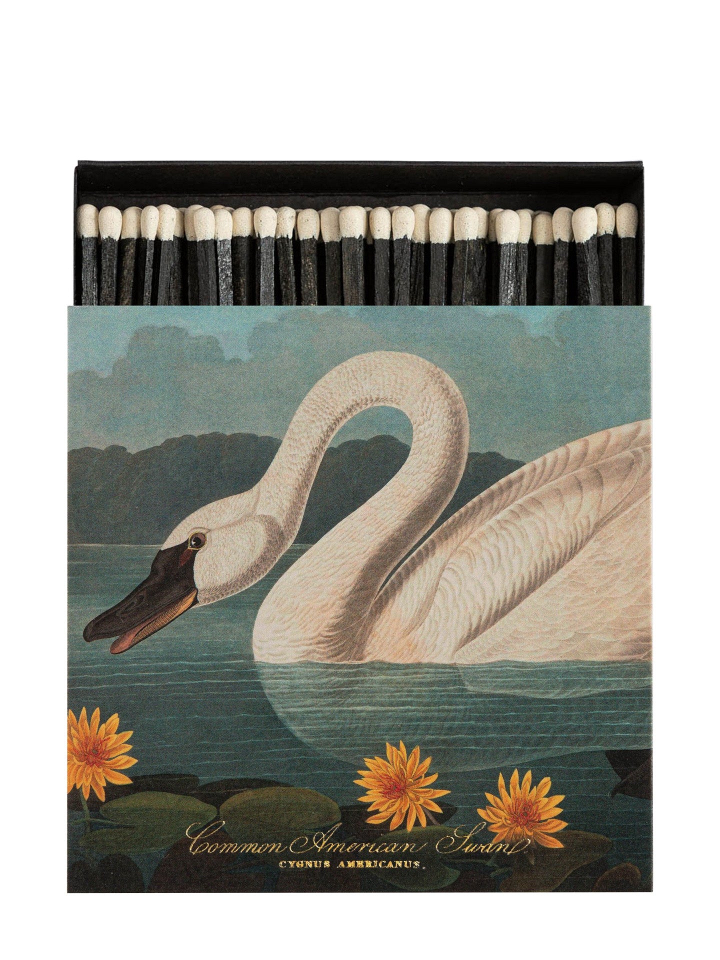 The Common American Swan matches by Audubon