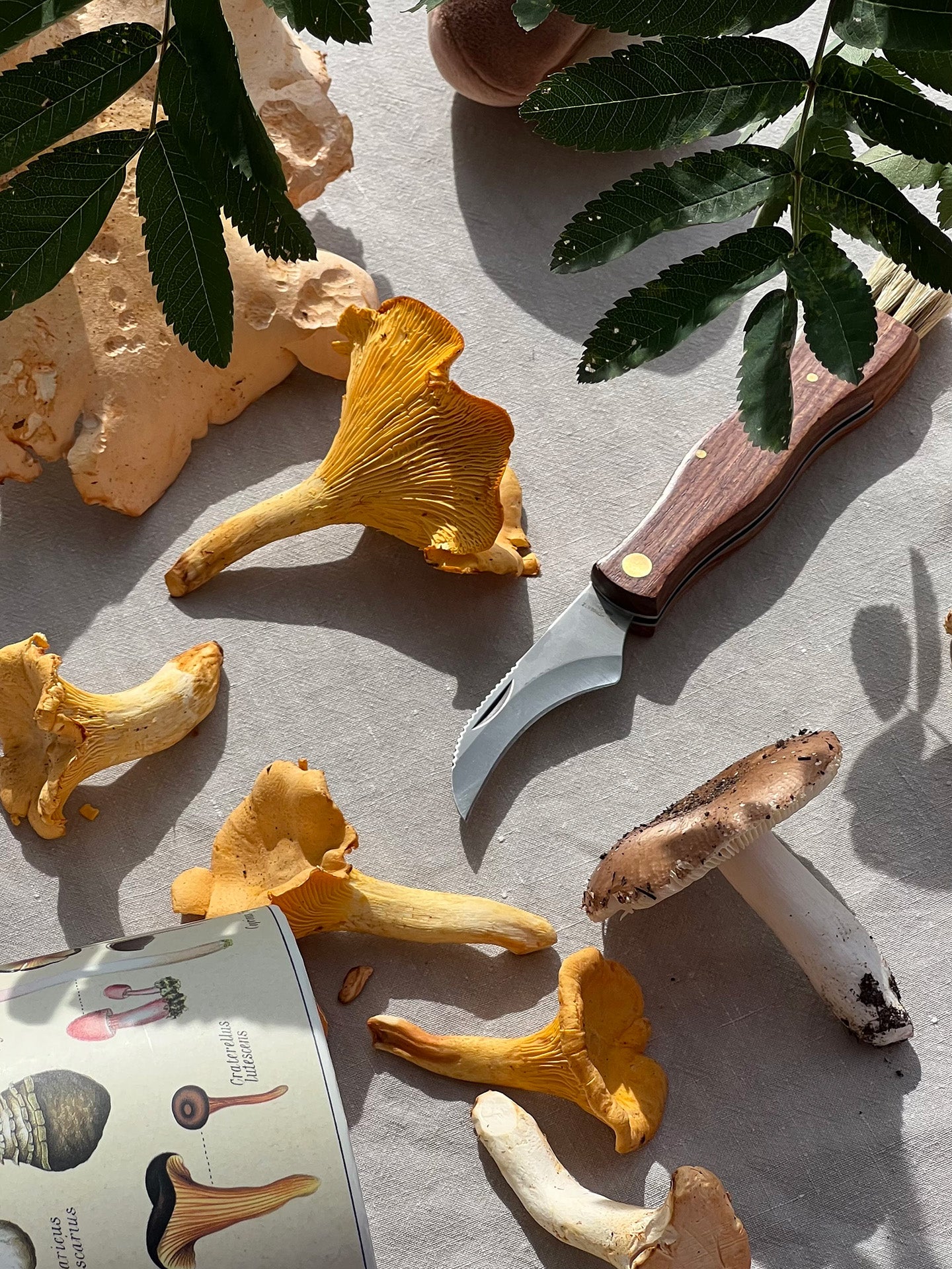 Mushrooms and a knife on a textured surface with a plant leaf.