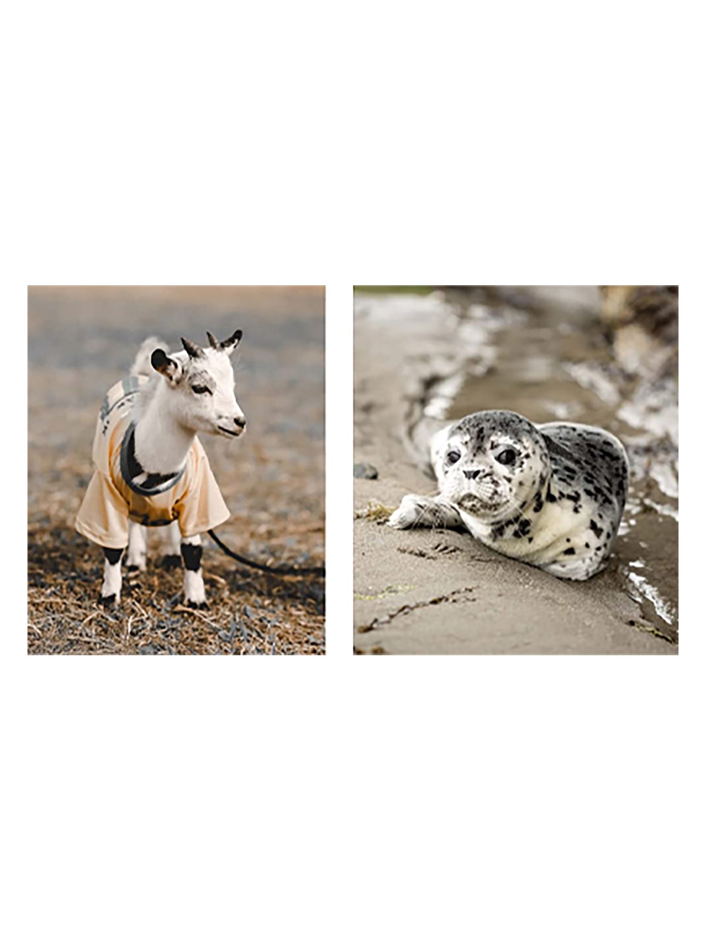 This Book Is Literally Just Pictures of Cute Animals That Will Make You Feel Better