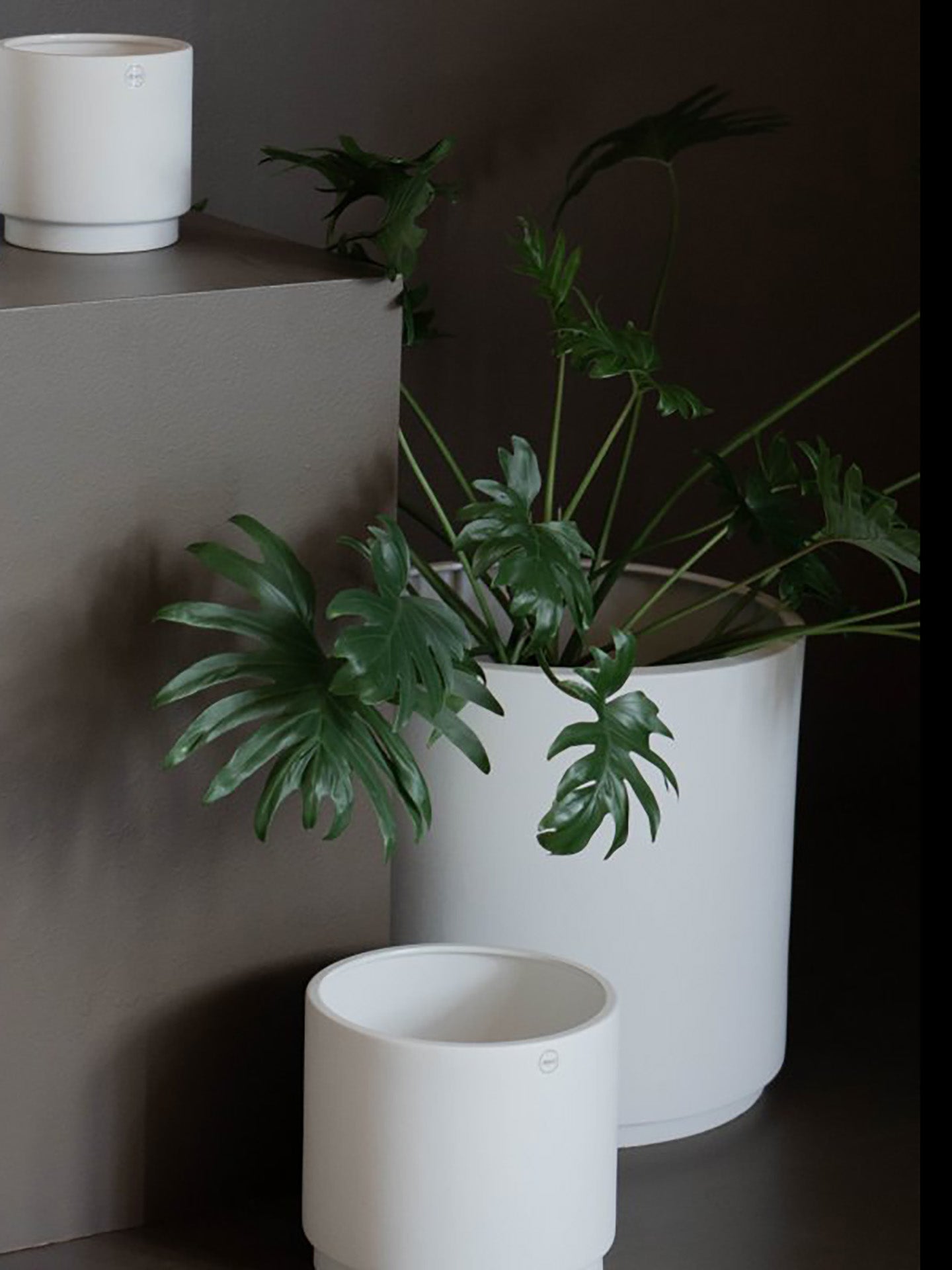 Solid medium pot, mole