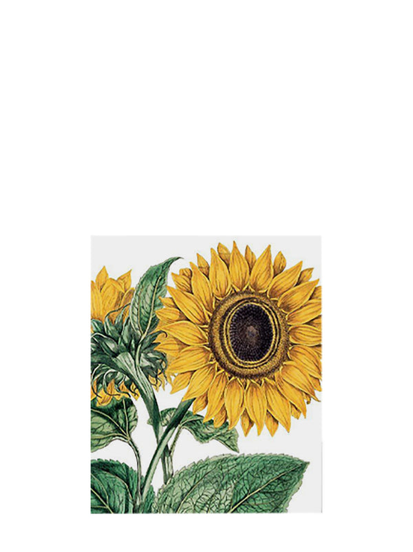 Illustration of sunflowers on a white background