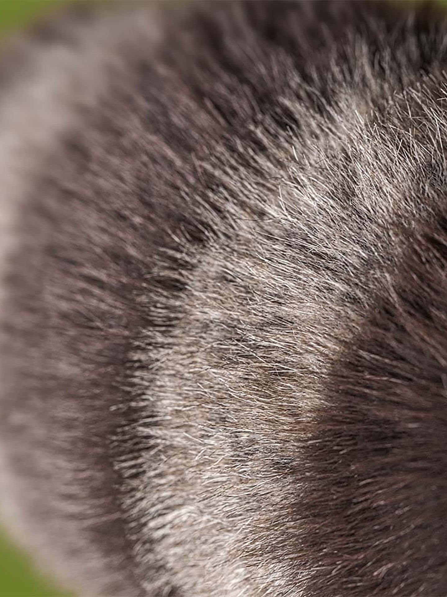 Trixiwoo raccoon, soft toy