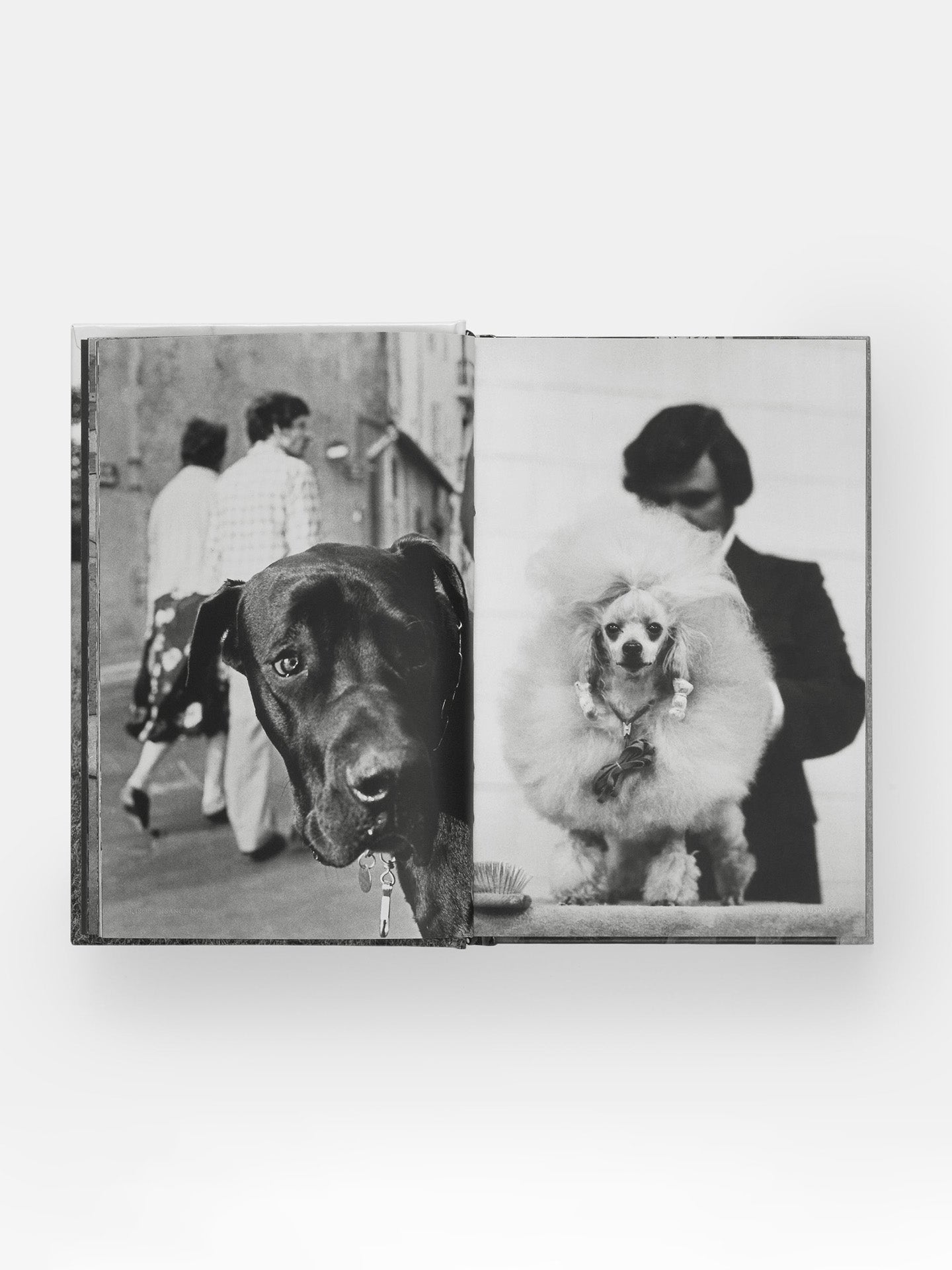 DogDogs