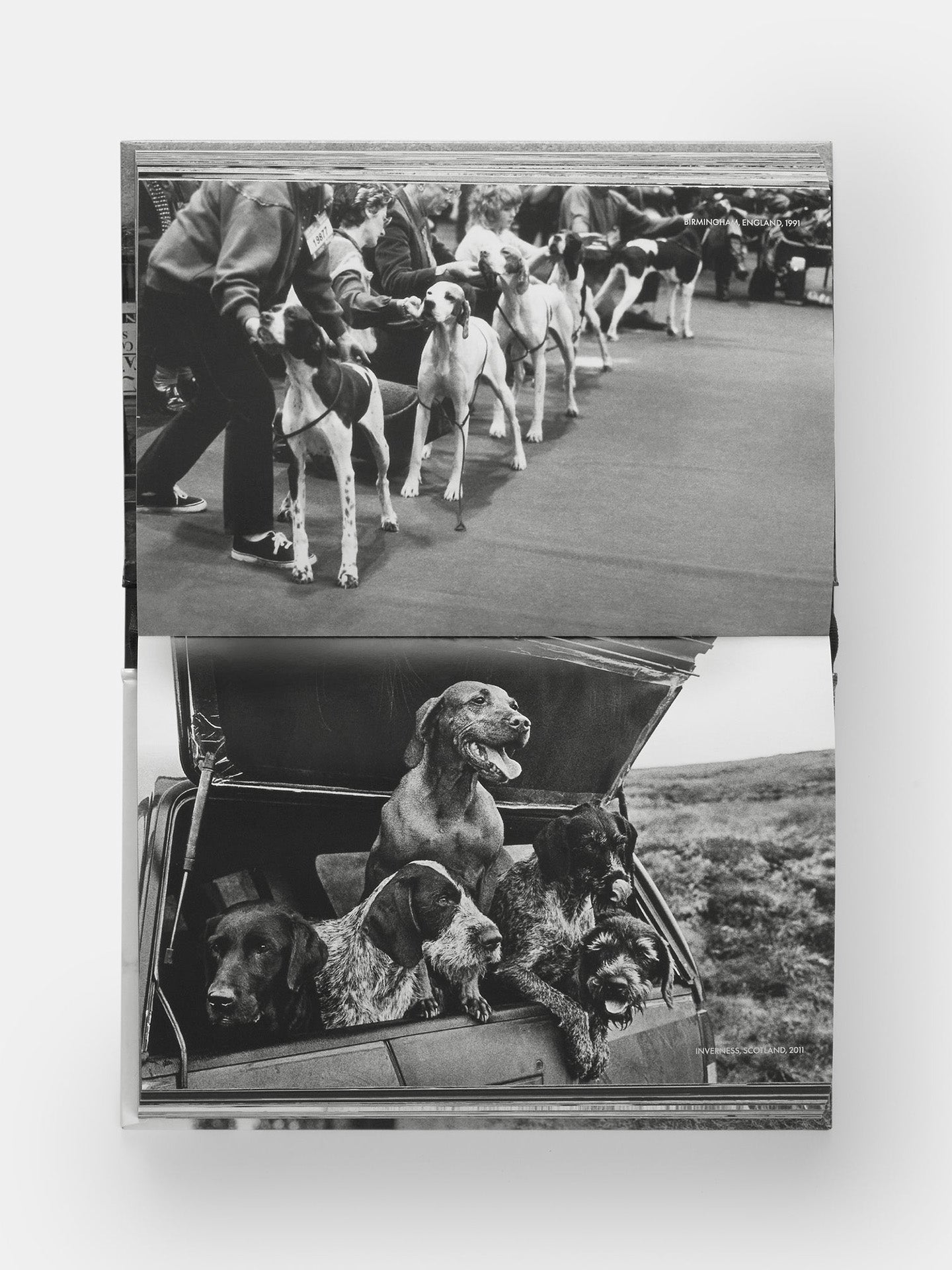 DogDogs