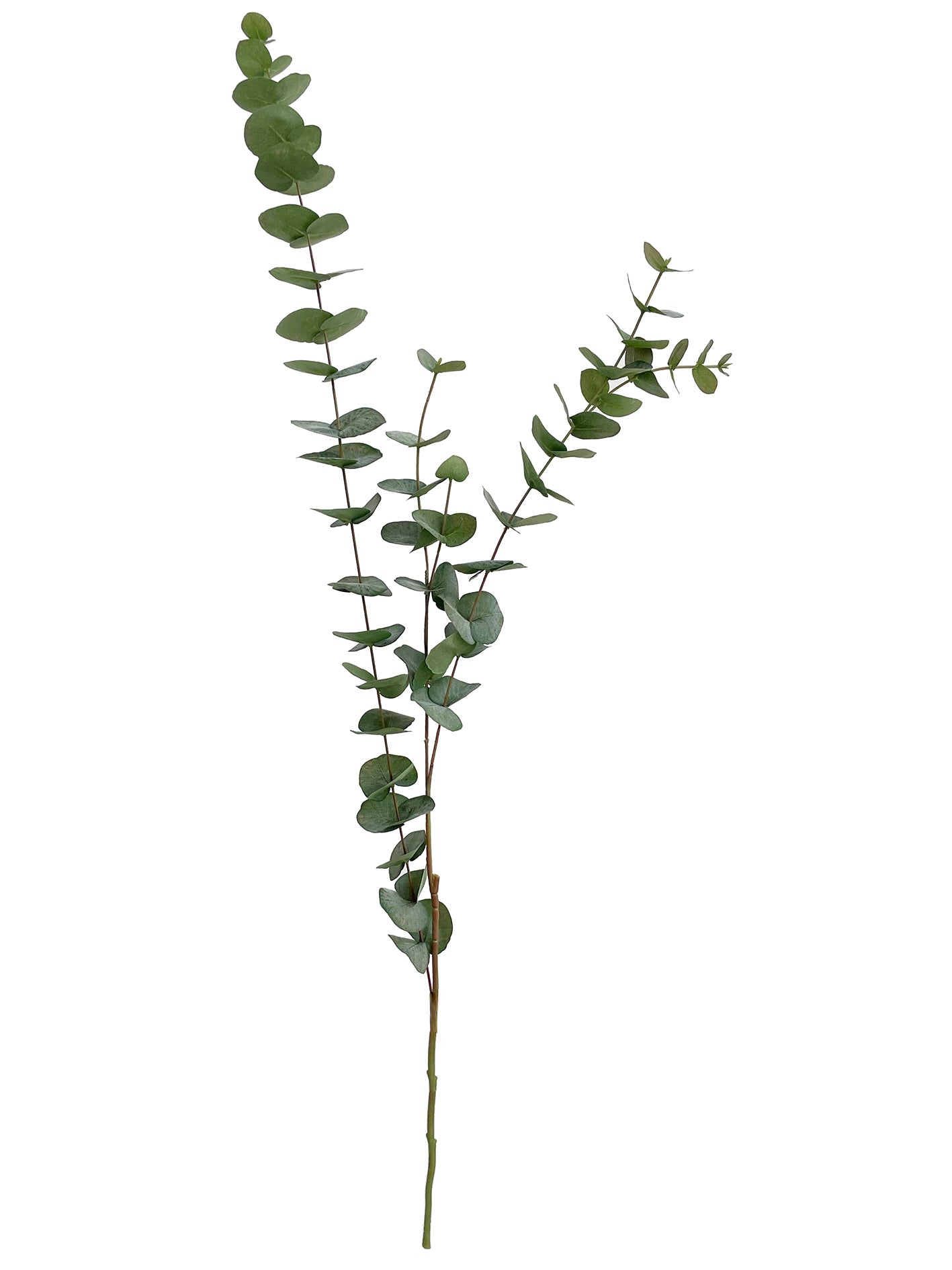 Eucalyptus branch