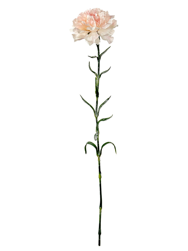 Carnation, pink