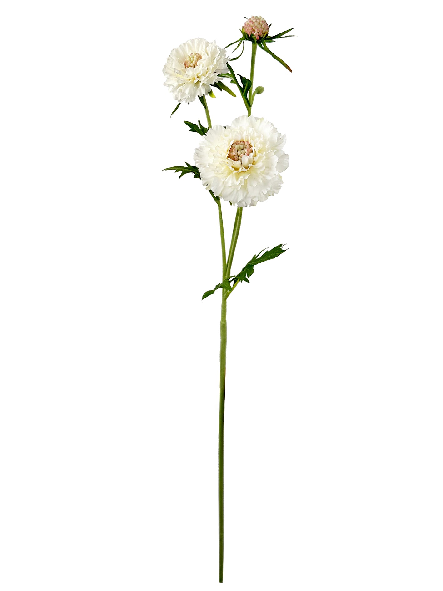 Scabiosa, cream