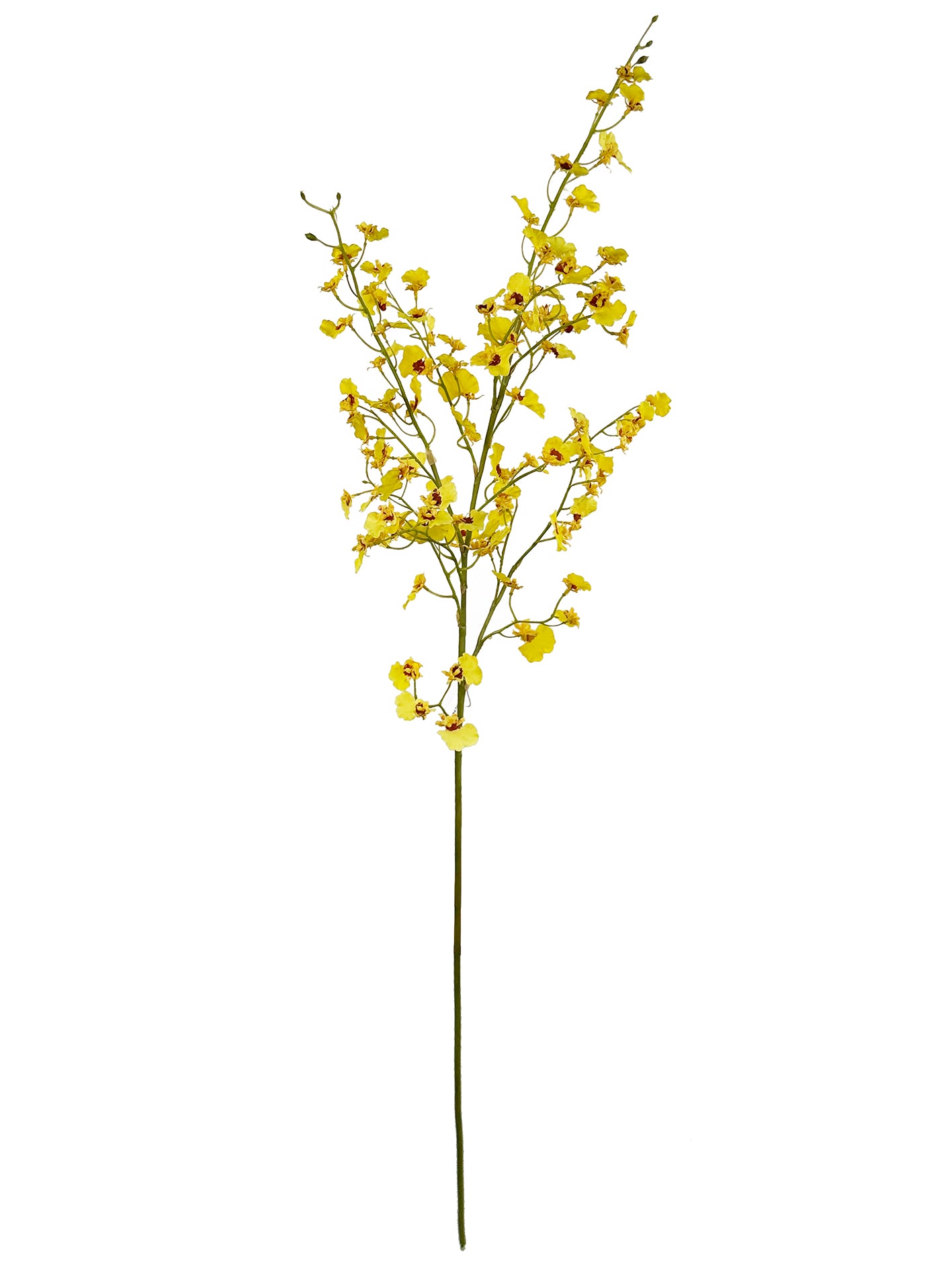 Oncidium orchid stem, yellow