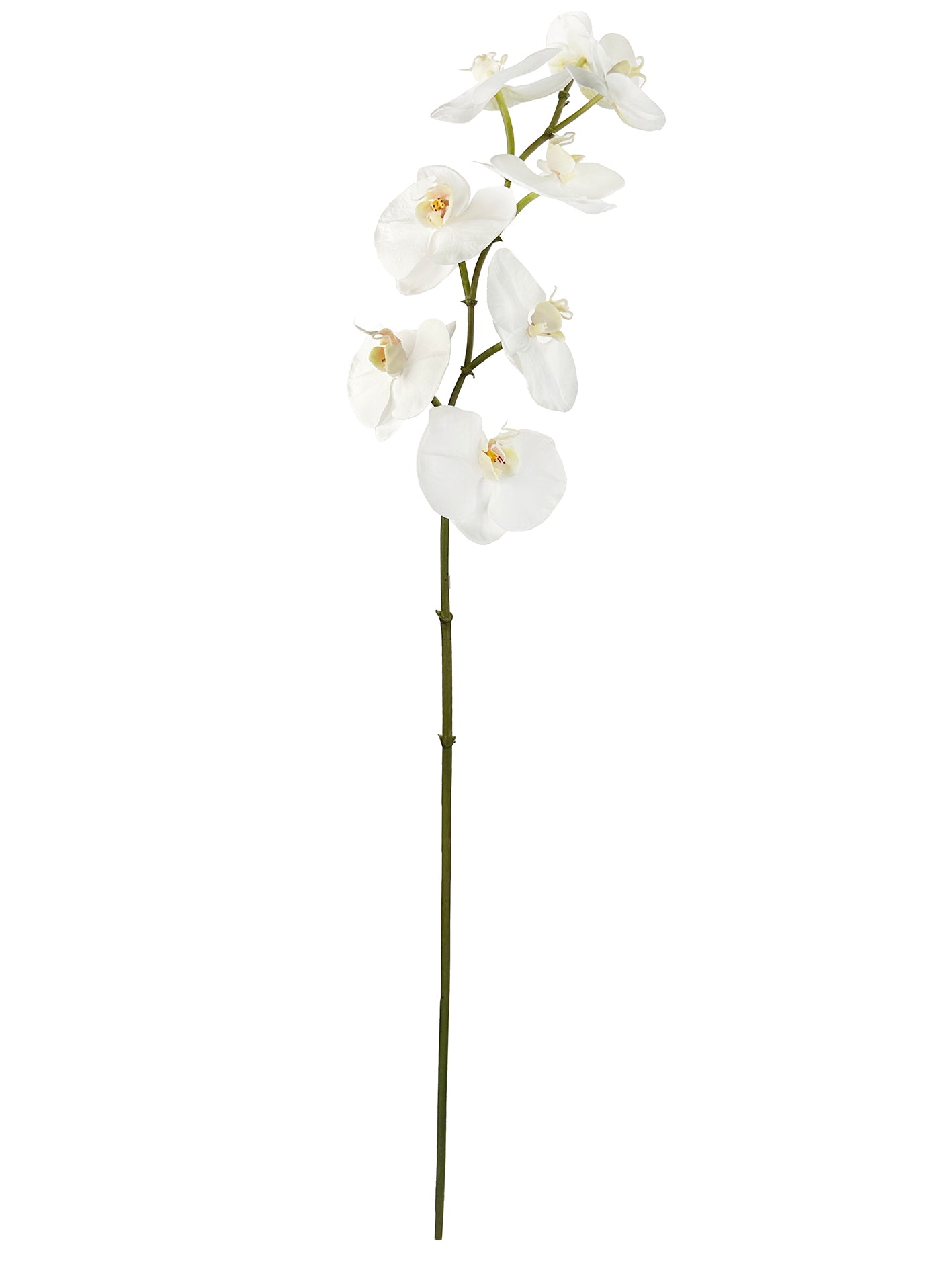 Phalaenopsis, white