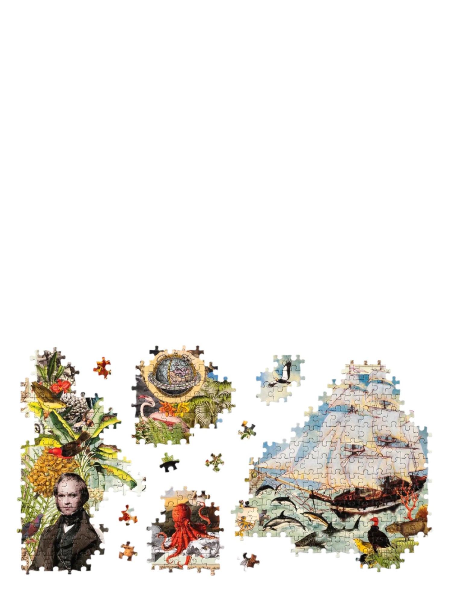 Charles Darwin's voyage puzzle, 1000 pieces