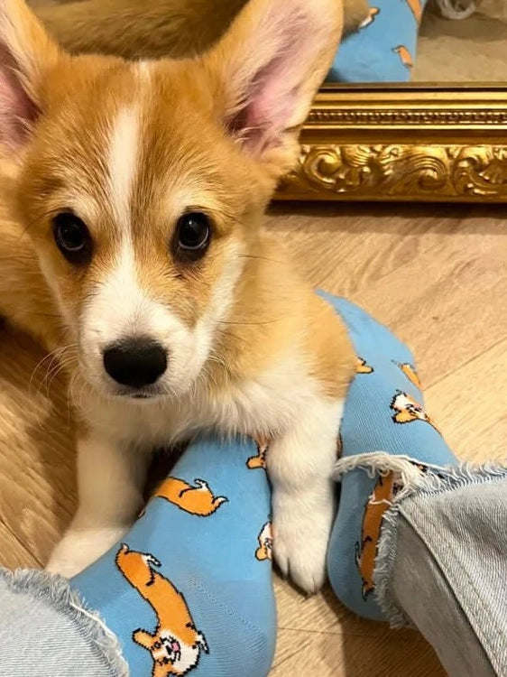 Corgi Socks