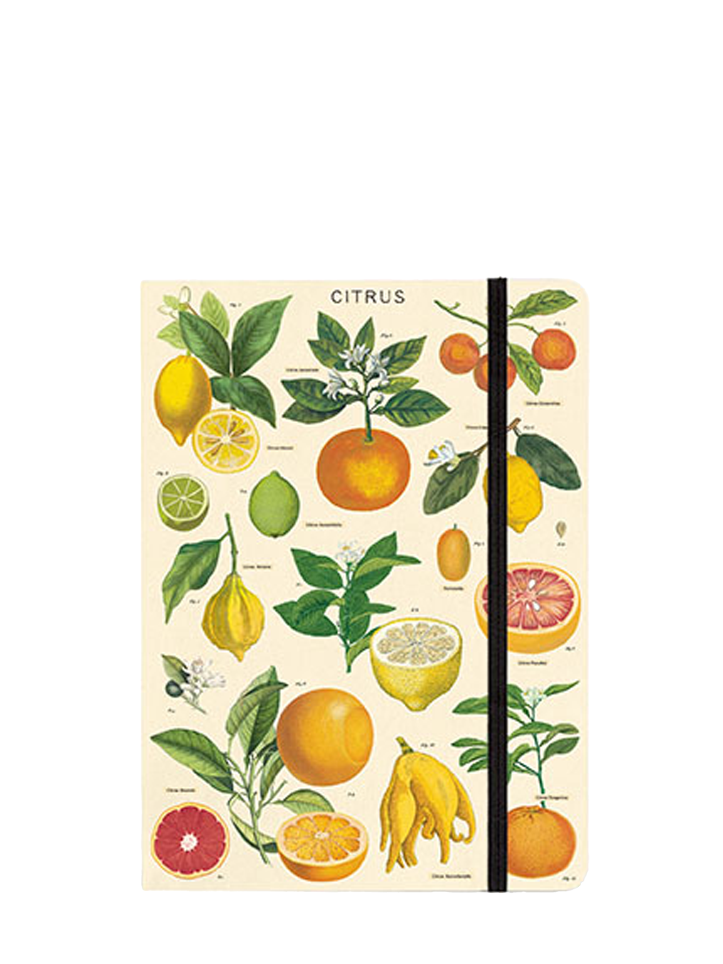 Citrus Notebook (large)