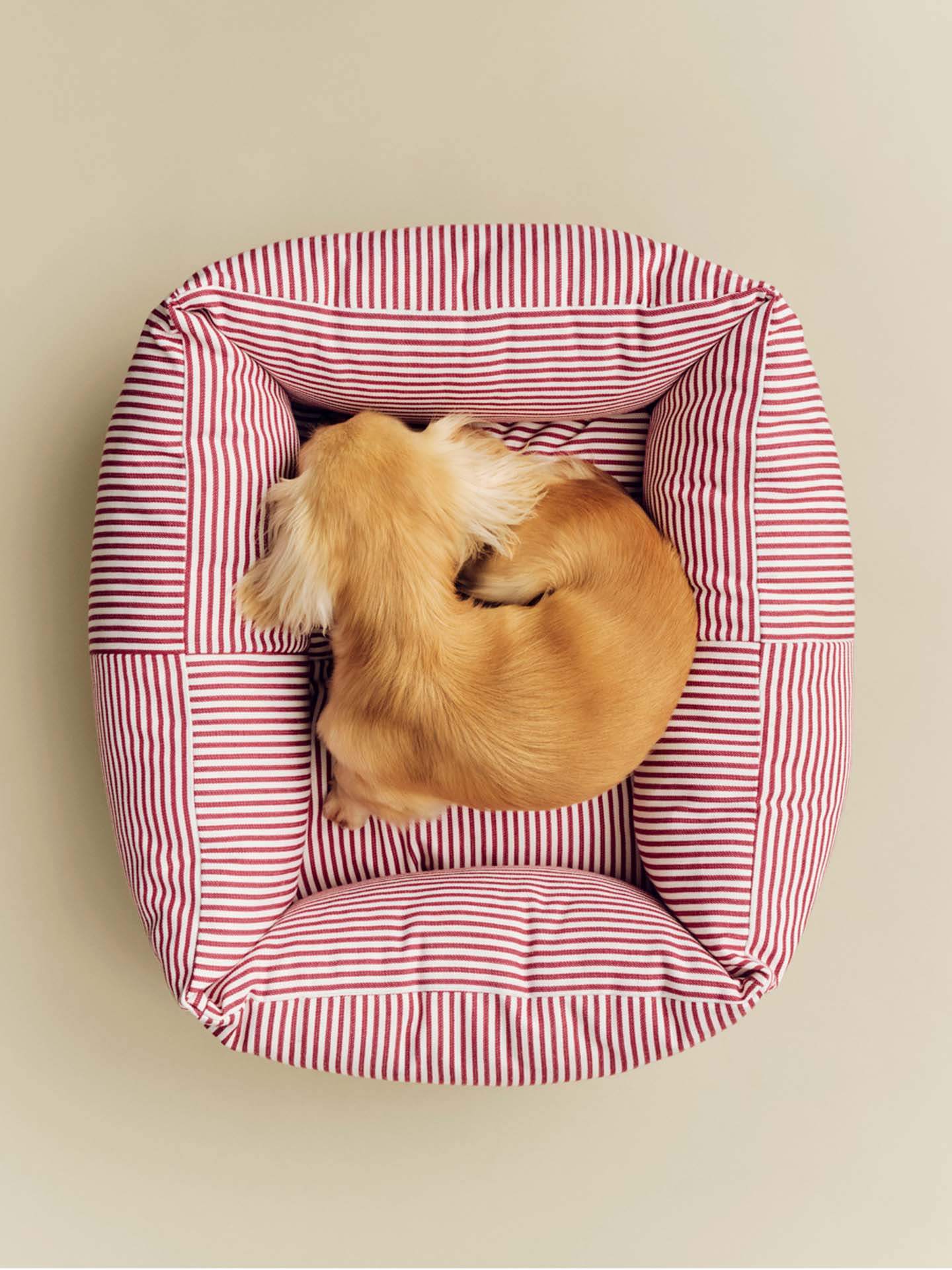 A small golden dog curled up asleep inside a square, raised pet bed with red and white vertical stripes, shot from a top-down view against a solid beige background.