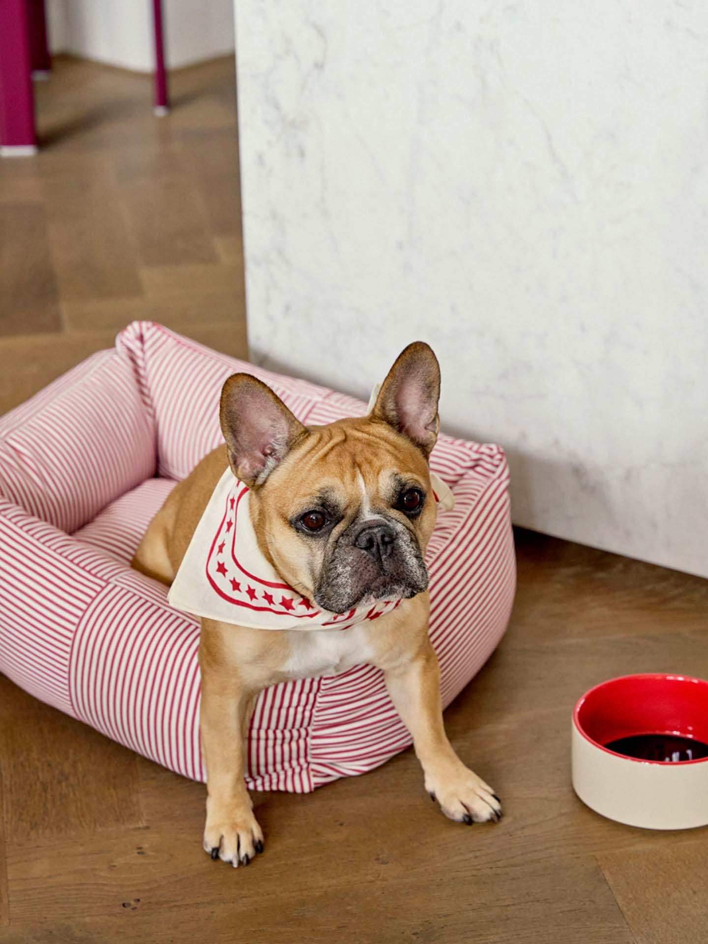 A French Bulldog sits in HAY's red and white striped soft pet bed, wearing a cream bandana with red stars. A matching red and cream bowl is on the wooden floor nearby.