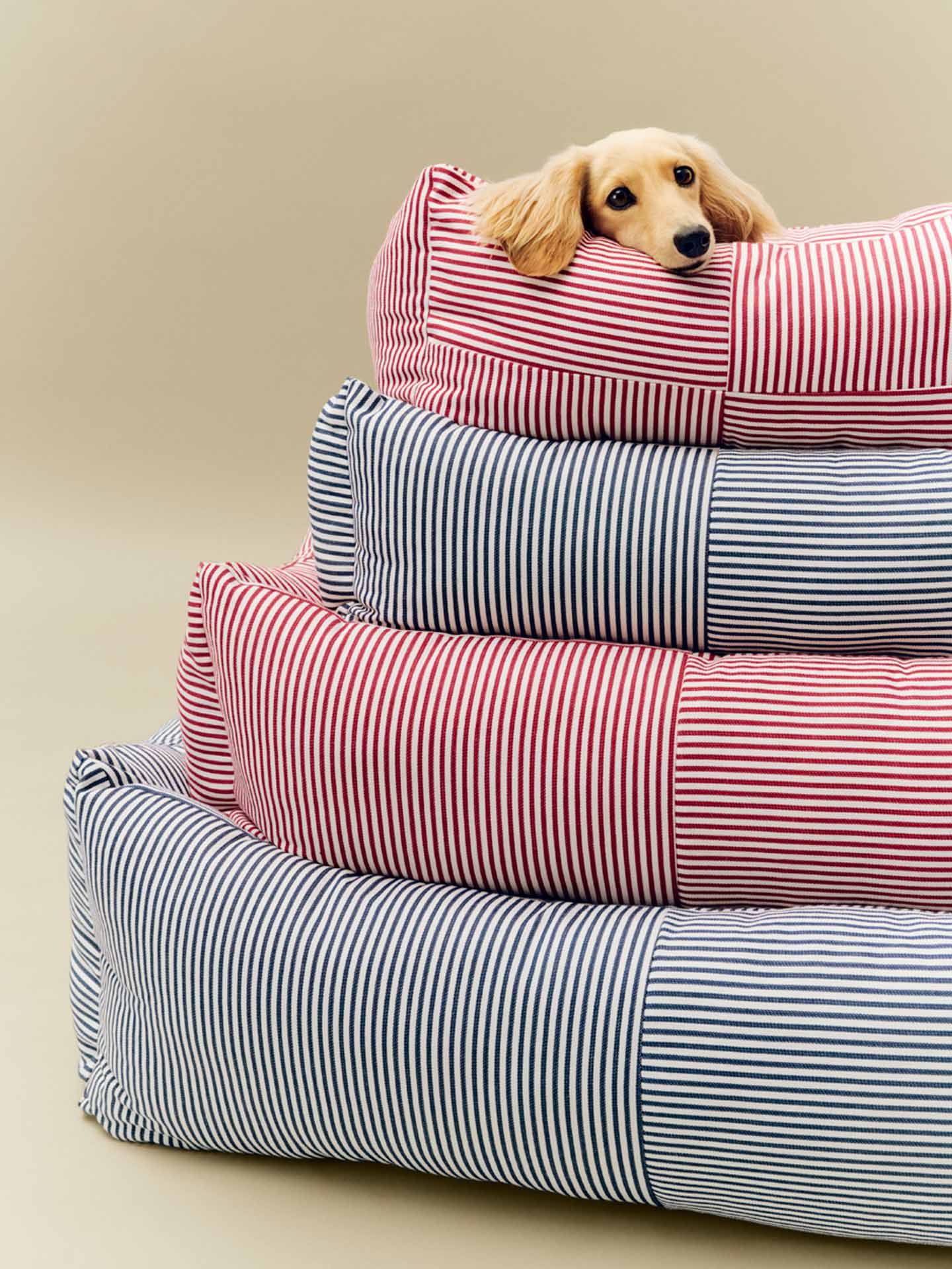Three stacked rectangular dog beds with vertical striped fabric in pink-and-white and blue-and-white patterns, with a small golden lon-haired dachshund dog's head resting on the edge and looking out from the top bed, against a plain beige stduio background