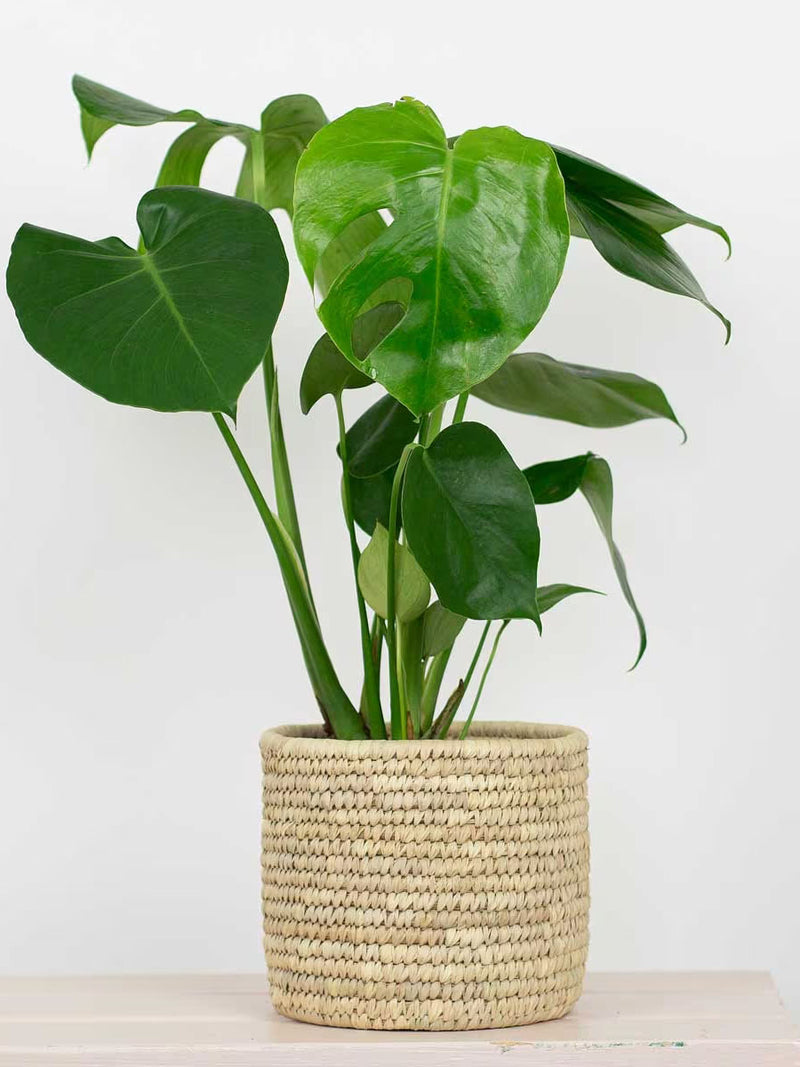 Palm cylinder pot, natural (M)