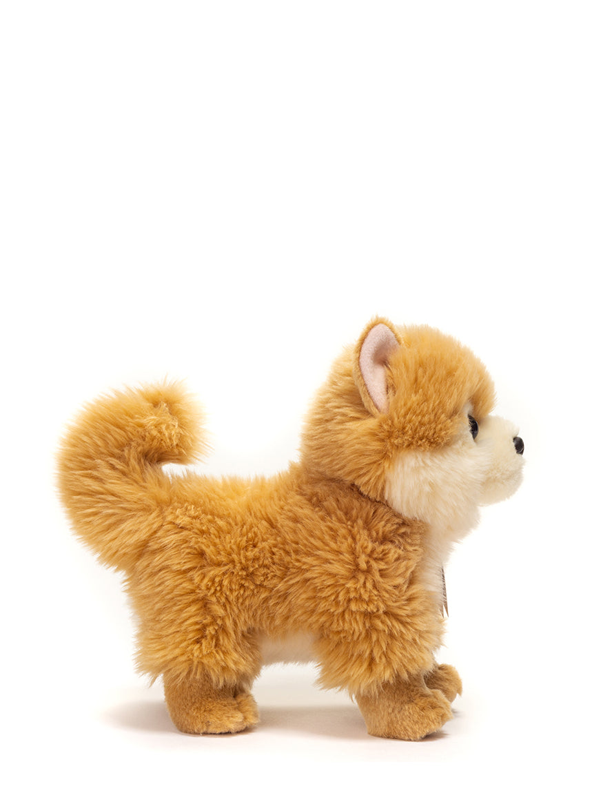 Miniature Spitz dog (22 cm)