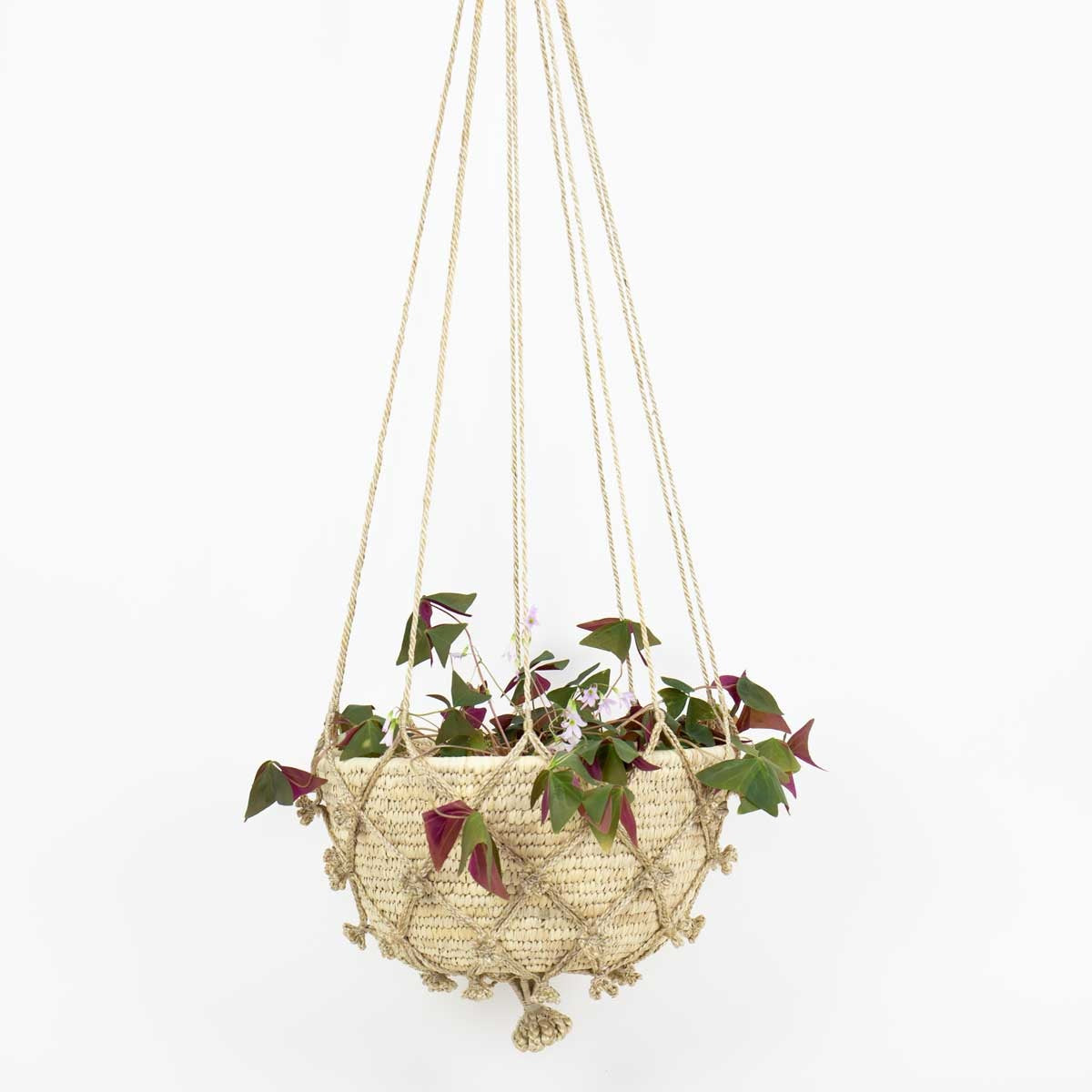 Palm ampel basket