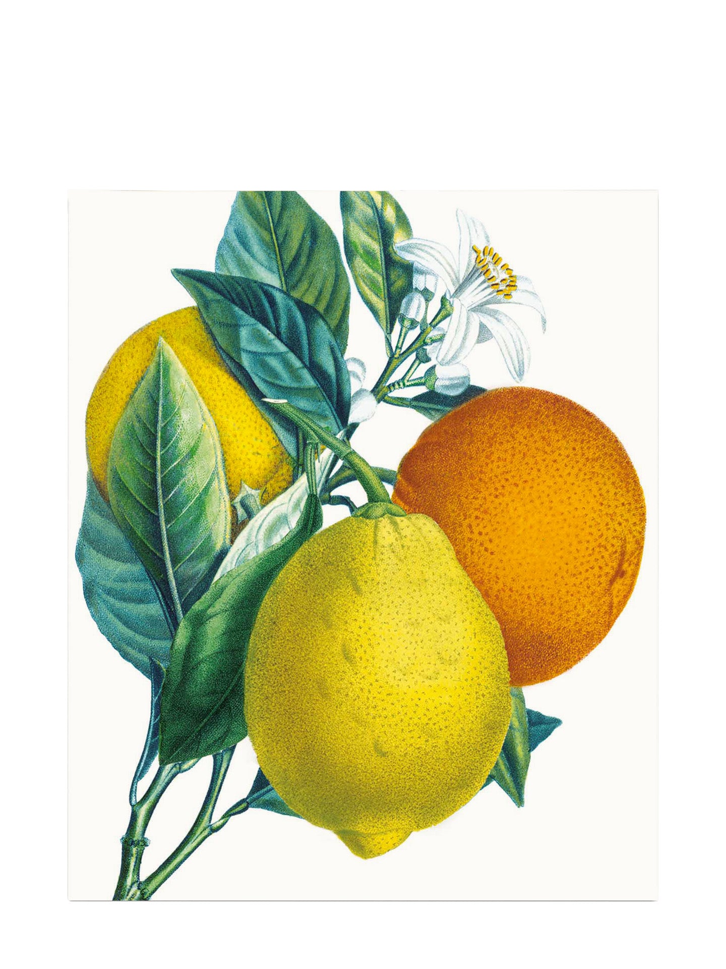 Oranges & Lemons all occasions greeting card