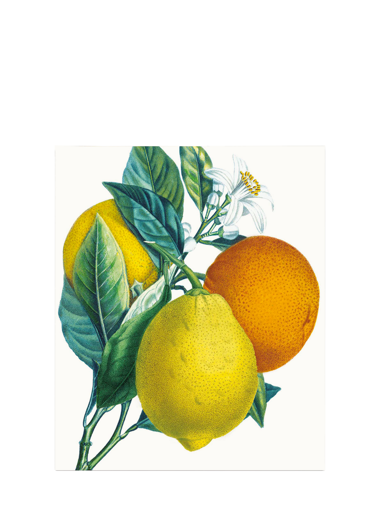 Oranges & Lemons all occasions greeting card