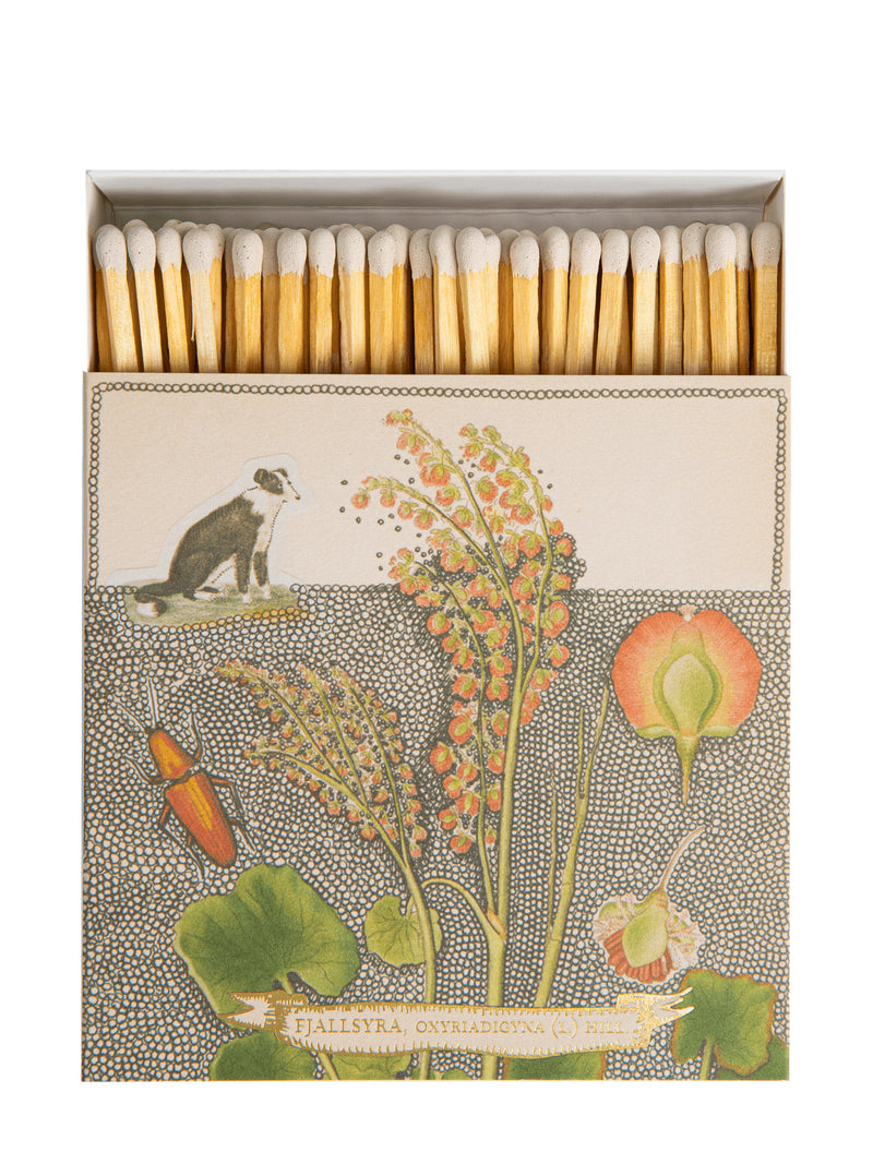 Chien botanical drawing matches