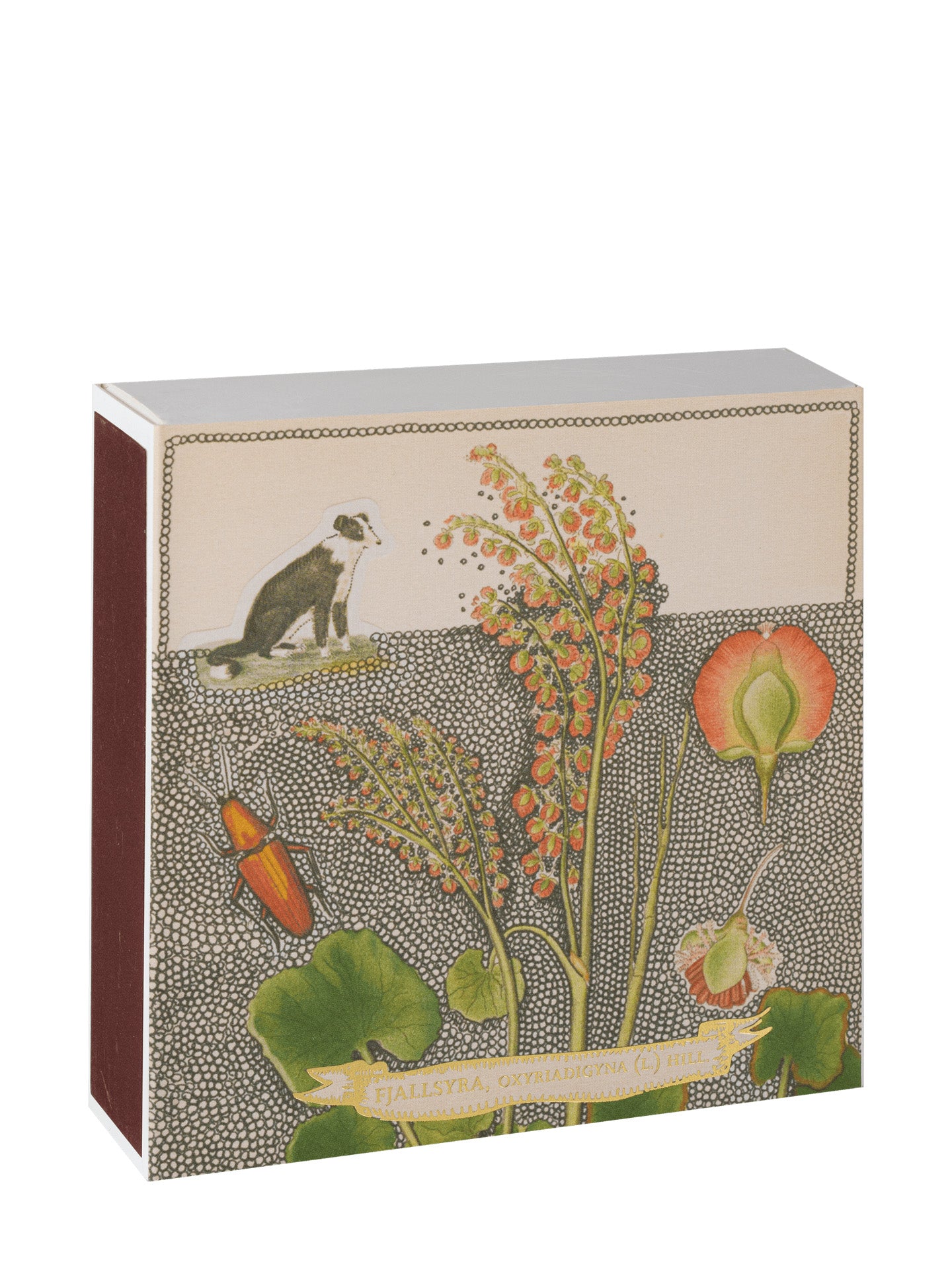 Chien botanical drawing matches
