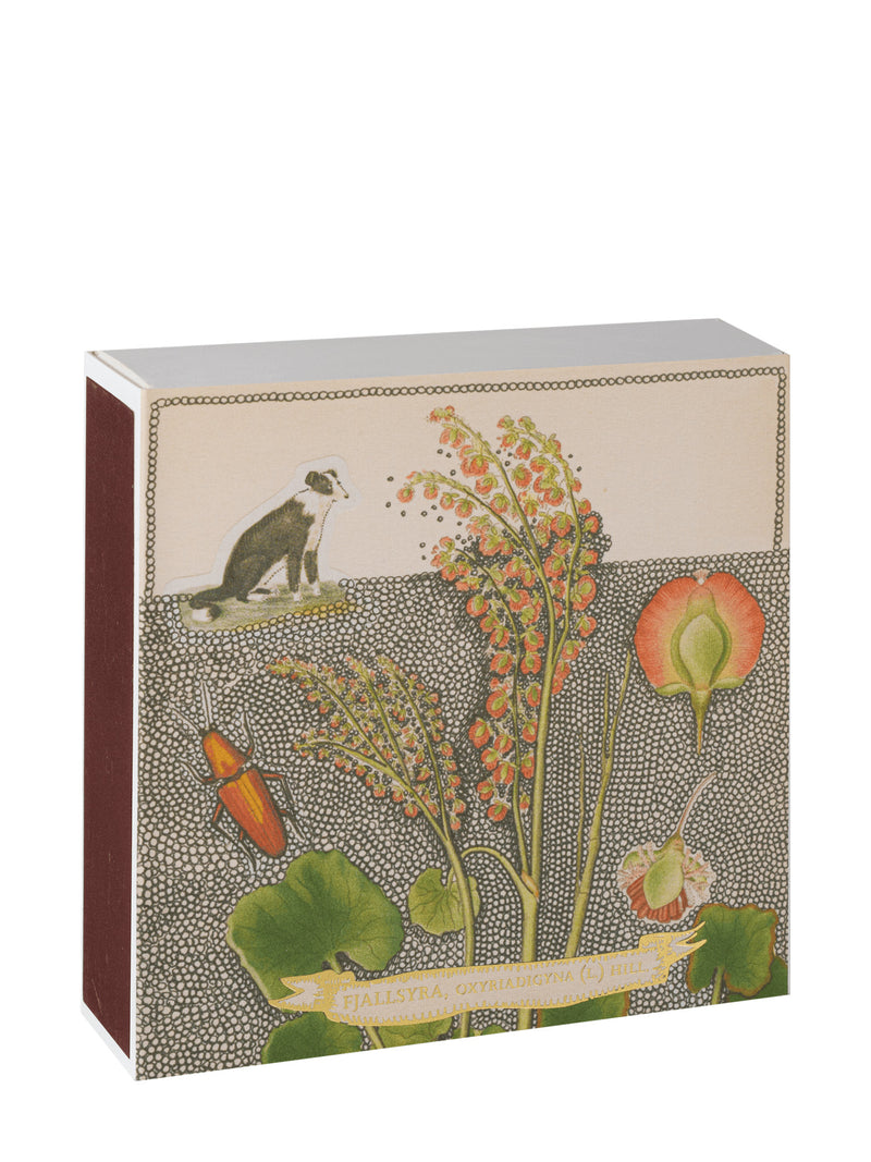 Chien botanical drawing matches