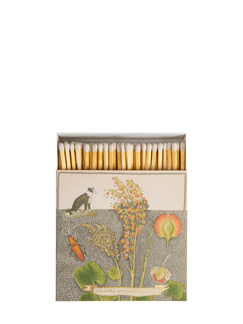 Chien botanical drawing matches