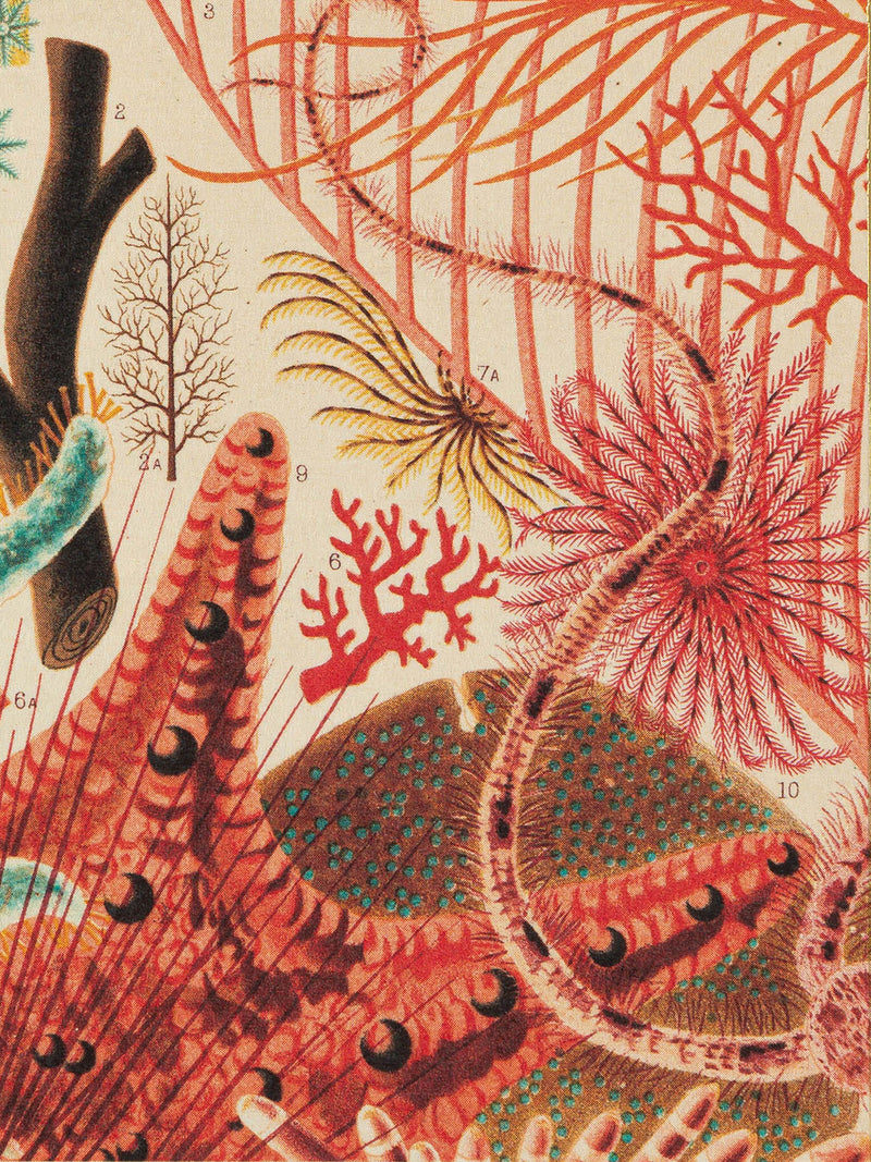 Great Barrier Reef (Natural History Museum) matches