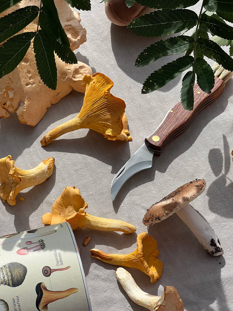 Mushrooms and a knife on a textured surface with a plant leaf.