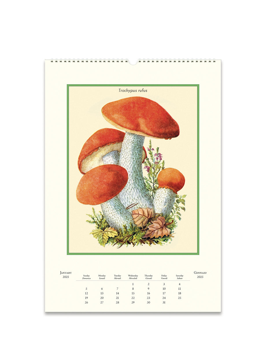 Champignons Wall Calendar 2025