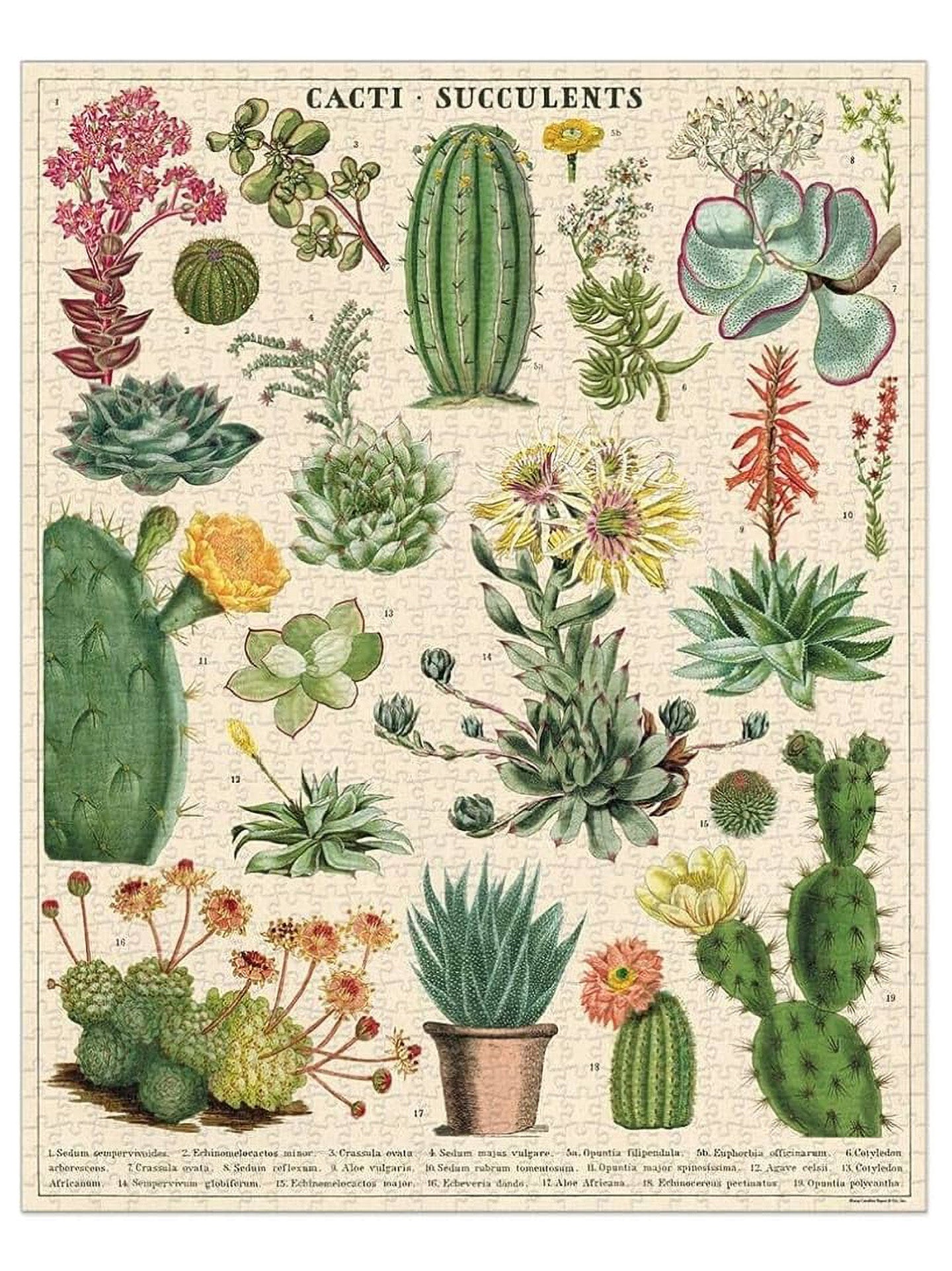 Vintage puzzle, Cacti & succulents (1000 pieces)