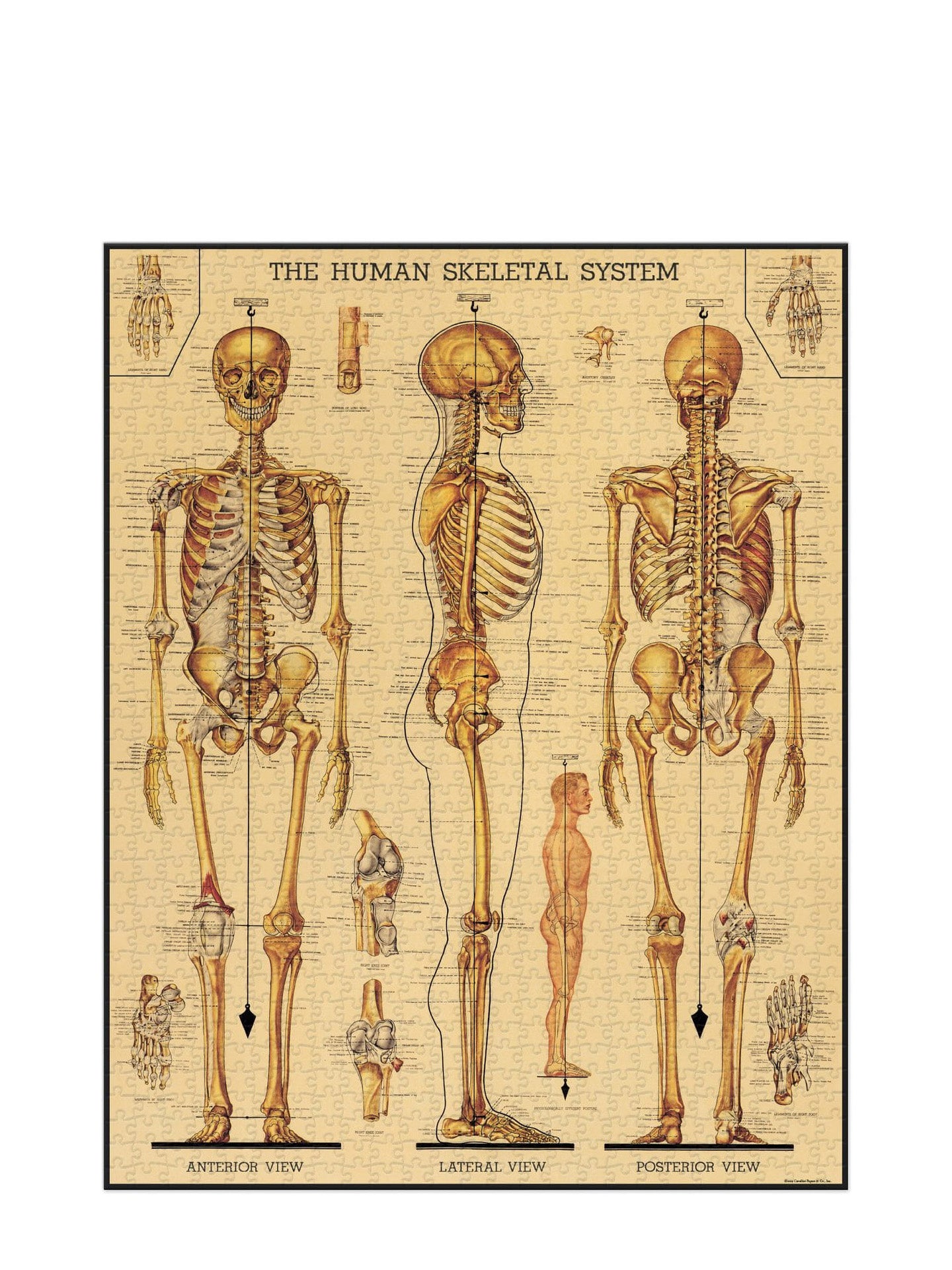 Vintage puzzle, Skeletal system (1000 pieces)