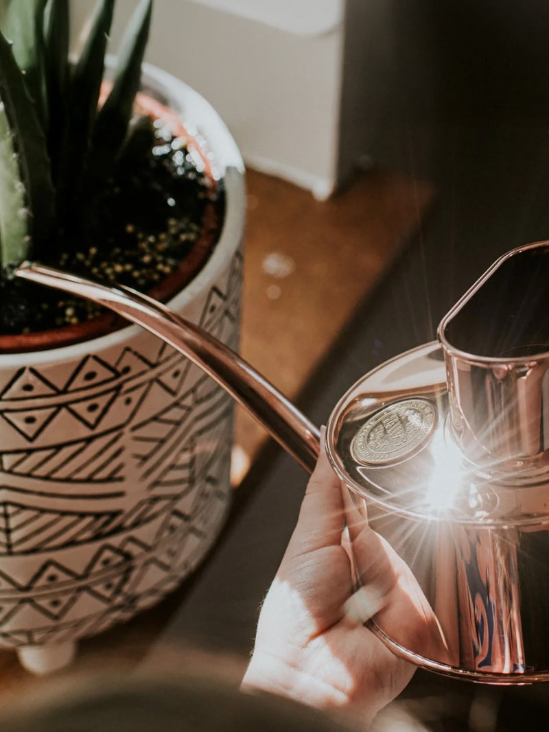 A person a shiny copper watering can reflecting a bright ray of light on their left hand photographed from the person's point of view, pouring water to a large plant on a decorative pot on a window sill on their left.