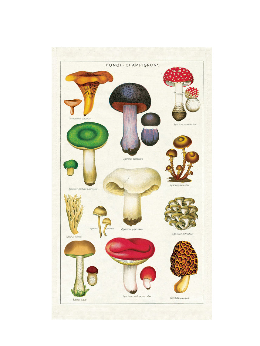 Illustration of various mushrooms on a tea towel