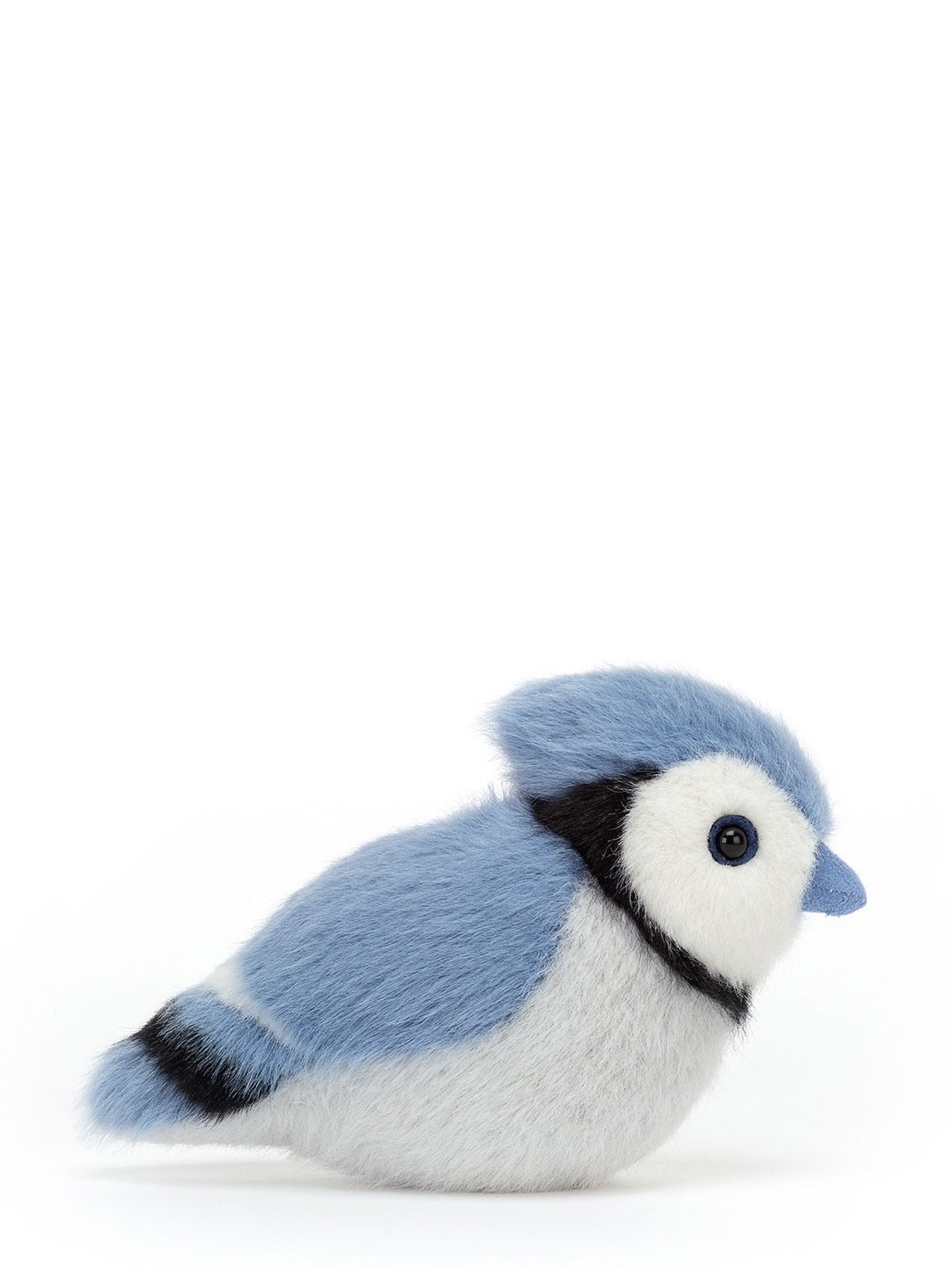 Birdling Blue Jay