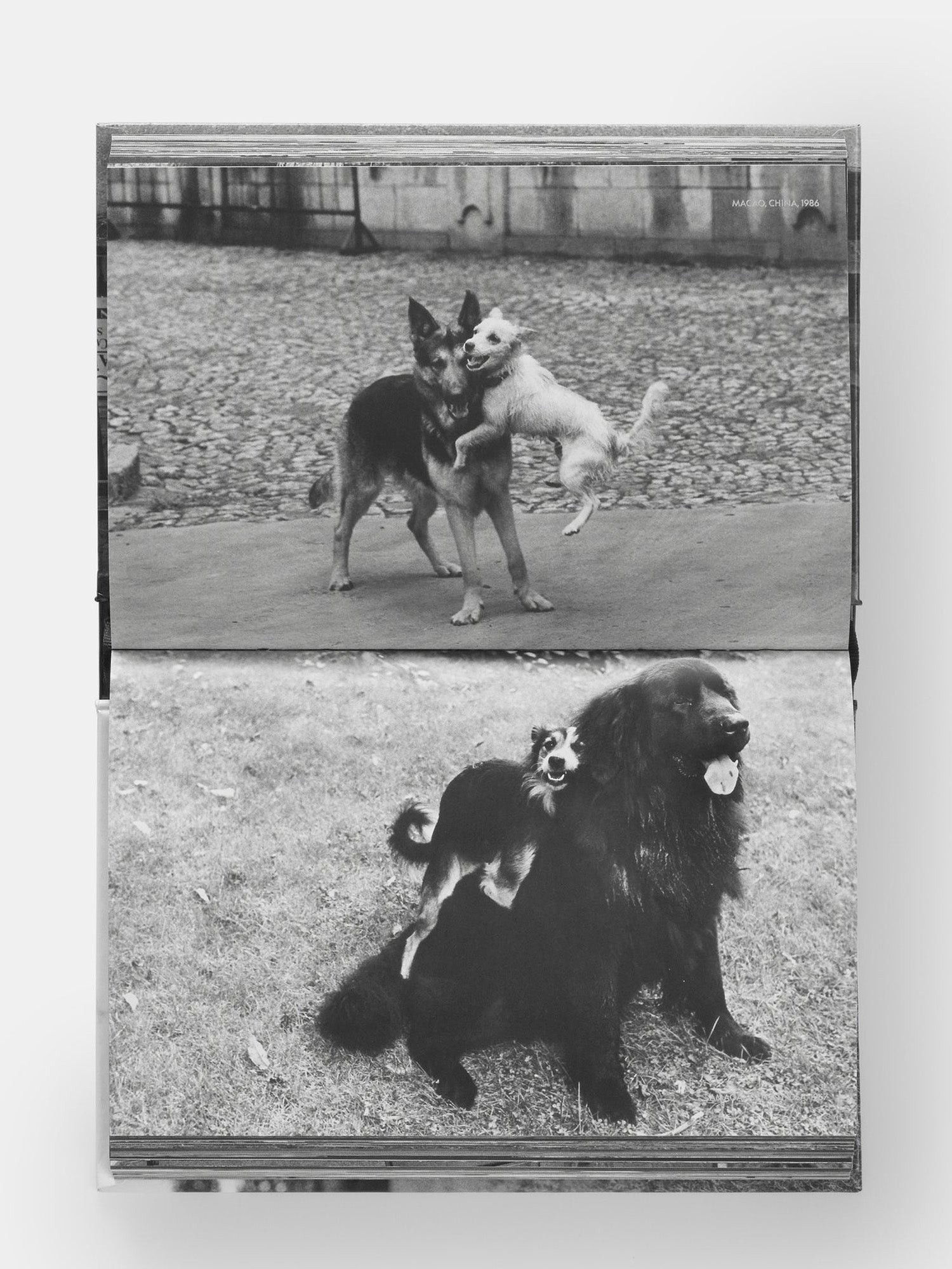 DogDogs