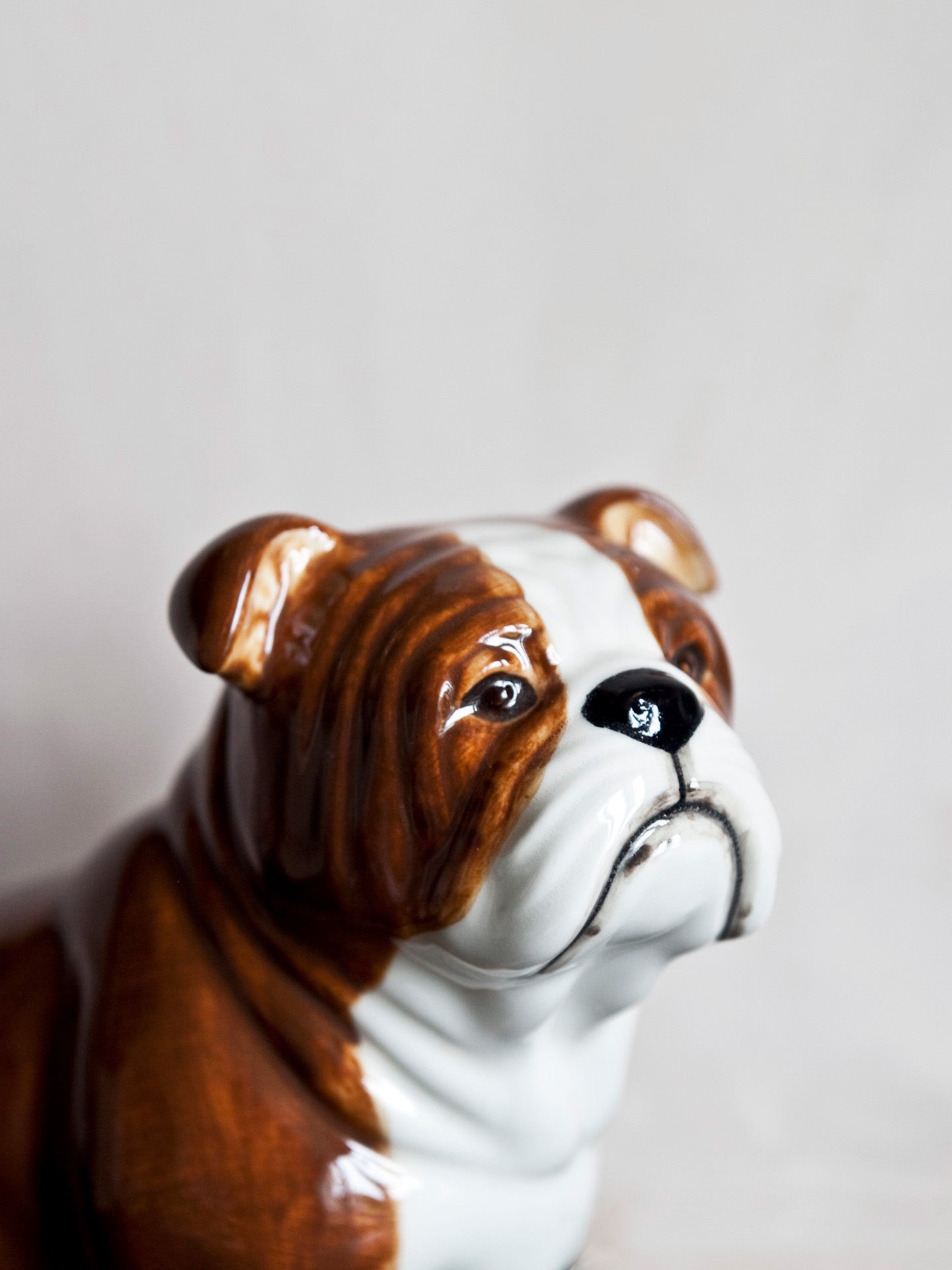 English bulldog money box