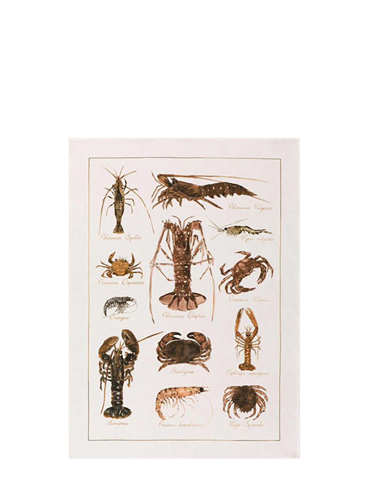 Illustration of various crustaceans on a white background