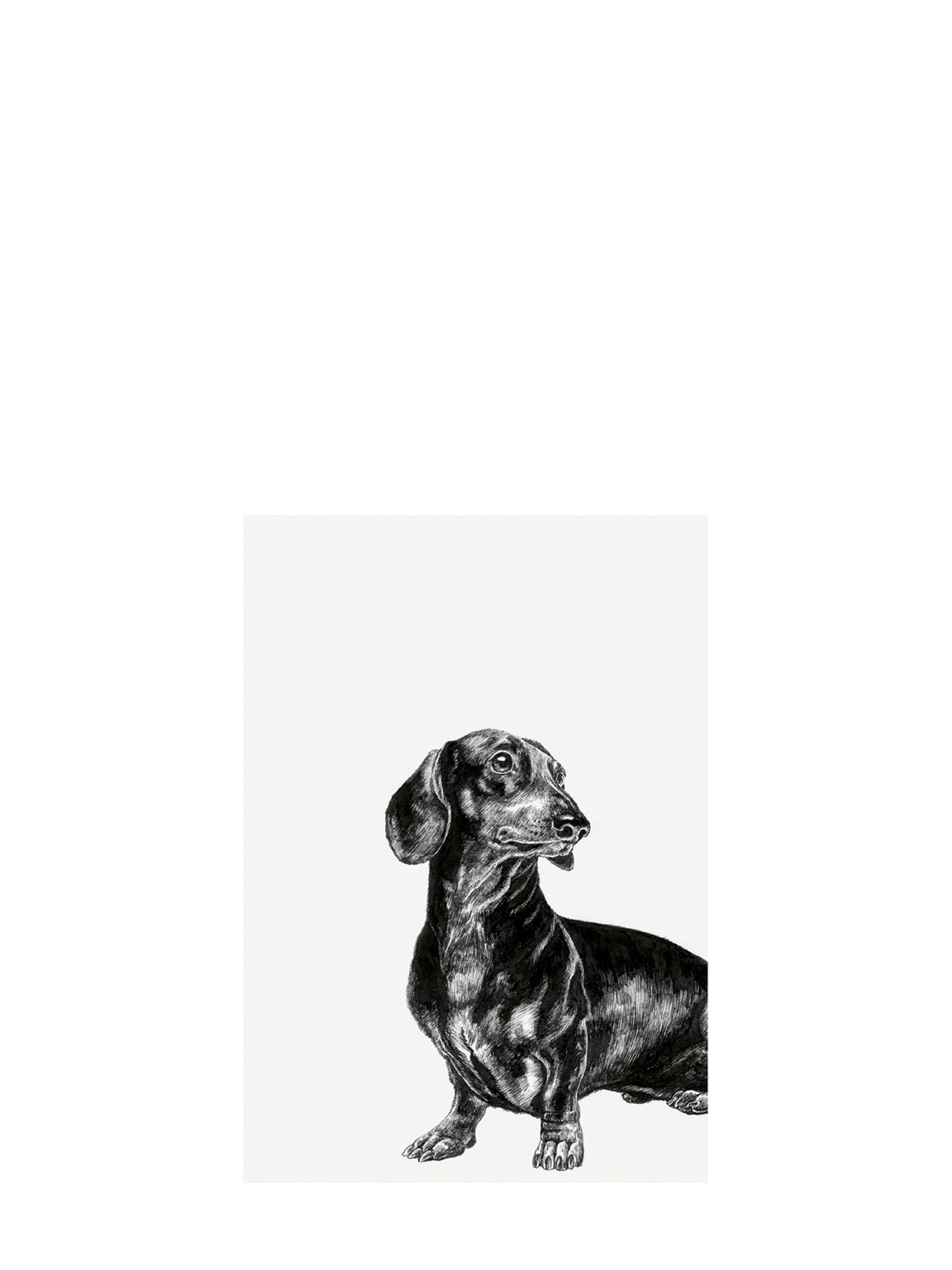 Dachshund ink-drawn greeting card
