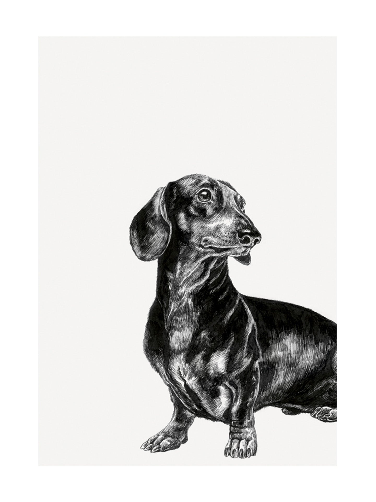 Dachshund ink-drawn greeting card